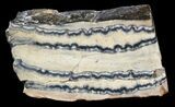 Mammoth Molar Slice - South Carolina #44075-1